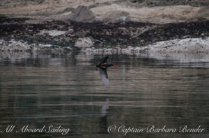 Oyster Catcher, Sucia Island