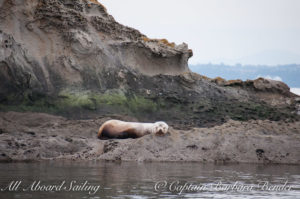 Steller Sea Lion, Sucia Island