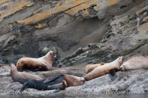 Steller Sea Lions of Sucia Island - notice the tiny sea lion next to the big male