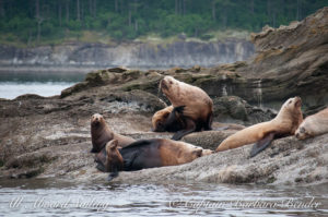 Sucia Steller sea Lions