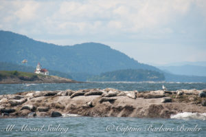 Harbor seals near Alden Point Lighthouse, Patos Island, sailing San Juan Islands