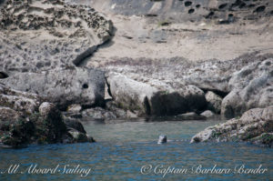 Harbor Seal nestled in cove, Patos Island, Sailing San Juan Islands