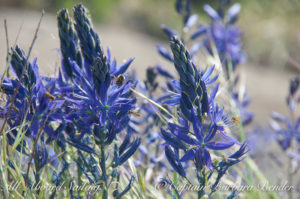 Blue Camas, Patos Island