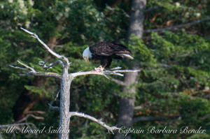 Bald Eagle having supper