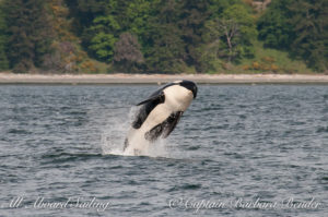 Southern Resident Orca whale