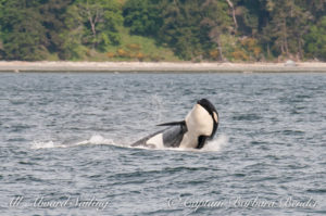 Souther Resident Orca whale