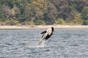 J-44 Moby Southern Resident Killer Whale