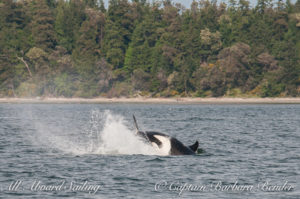 J22 Cartwheel Southern Resident Killer Whale