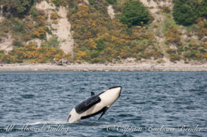 J46 Star Southern Resident Killer Whale