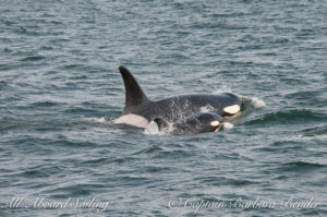 Polaris J28 and her calf J54 Southern Resident Killer Whales