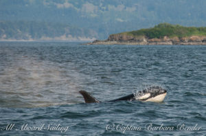 J-22 Oreo Southern Resident Killer Whale