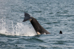 J-46 Star Southern Resident Killer Whale