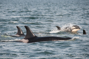 The J-17s Southern Resident Killer Whales