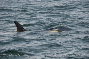 J-22 Southern Resident Killer Whale logging at the surface