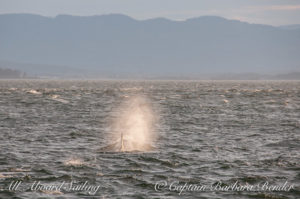 J-16 Slick Southern Resident Killer Whale clearing Blunden Island