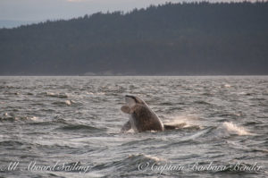 J42 Echo Southern Resident Killer Whale