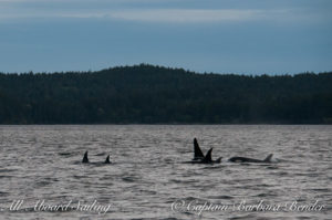 The J-16 family of Southern Resident Killer Whales