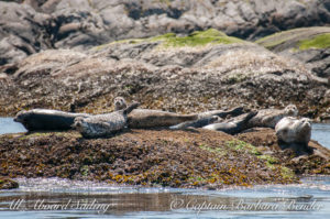 Harbor Seals watch us sail out from Friday Harbor through Cattle Pass