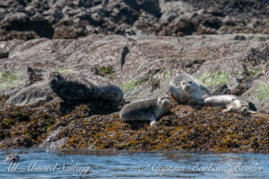 Harbor Seals watch us sail out through Cattle Pass after leaving Port of Friday Harbor