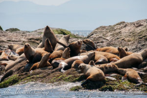 Steller Sea Lions of Whale Rocks