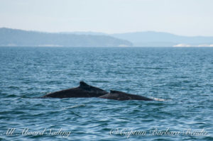 Humpback whales 'Big Mamma' BCY0324 and her cal