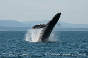 "Big Mamma" (BCY0324) Humpback whale breaches at Beaumont Shoals, Haro Strait West of San Juan Island