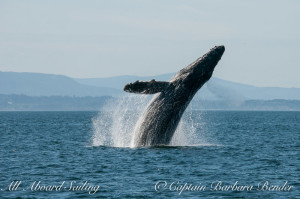 "Big Mamma" (BCY0324) Humpback whale breaches at Beaumont Shoals, Haro Strait West of San Juan Island