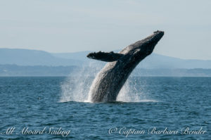 "Big Mamma" (BCY0324) Humpback whale breaches at Beaumont Shoals, Haro Strait West of San Juan Island