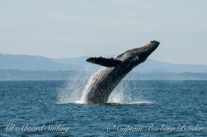 "Big Mamma" (BCY0324) Humpback whale breaches at Beaumont Shoals, Haro Strait West of San Juan Island