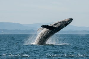 "Big Mamma" (BCY0324) Humpback whale breaches at Beaumont Shoals, Haro Strait West of San Juan Island