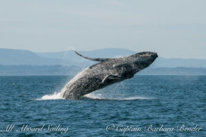 "Big Mamma" (BCY0324) Humpback whale breaches at Beaumont Shoals, Haro Strait West of San Juan Island