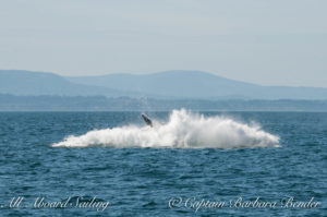 "Big Mamma" (BCY0324) Humpback whale breaches at Beaumont Shoals, Haro Strait West of San Juan Island