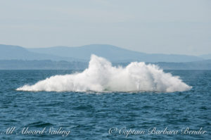 "Big Mamma" (BCY0324) Humpback whale breaches at Beaumont Shoals, Haro Strait West of San Juan Island