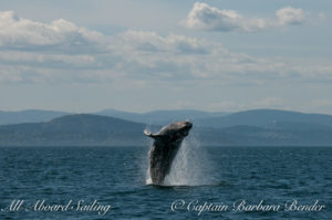 Big Mammas 6th known humpback whale calf breaches 1/6