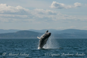 Big Mammas 6th known humpback whale calf breaches 2/6