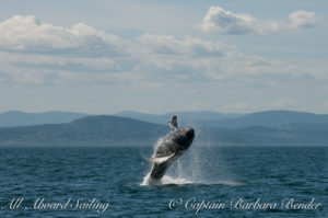 Big Mammas 6th known humpback whale calf breaches, Haro Strait San Juan Island 3/6