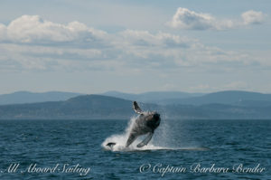 Big Mammas 6th known humpback whale calf breaches, Haro Strait San Juan Island 4/6