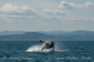 Big Mammas 6th known humpback whale calf breaches, Haro Strait San Juan Island 4/6