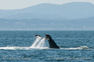 Inverted Tail Lob Big Mamma Humpback whale