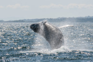 Breach, Big Mamma's calf, BCY0324, San Juan island whale watching