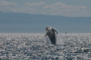 Humpback whale breach