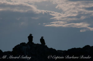 Bald Eagle pair silhouette