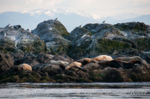 Stellers SeaLions