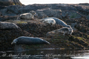 Harbor Seals