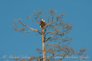 Bald Eagle Pair