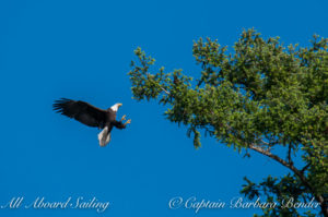 Bald eagle falling out of the tree