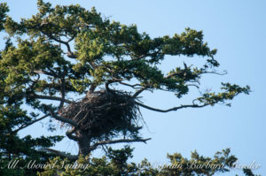 Bald Eagle active nest