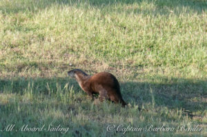 River otter on Spieden Island