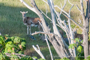 Mouflon Sheep, Spieden Island