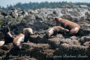 We used to think it was just the males who came her but this Steller sea lion is nursing